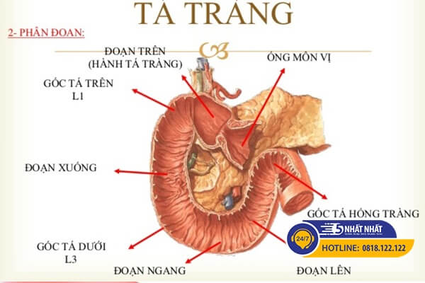 cấu tạo vị trí tá tràng