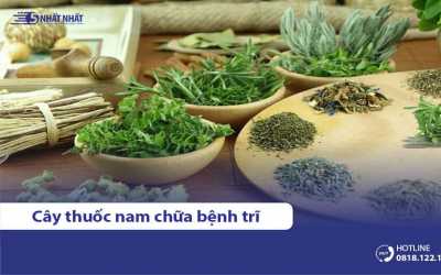 13 cây thuốc nam chữa bệnh trĩ hiệu quả, an toàn tại nhà