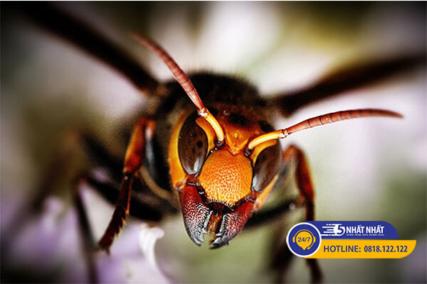 Nổi mề đay khi bị ong đốt có nguy hiểm không?