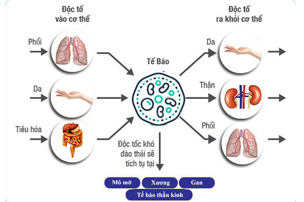 Cơ chế đào thải độc tố ra khỏi cơ thể