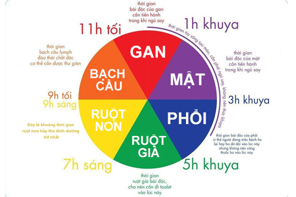 Thời gian thải độc của cơ thể