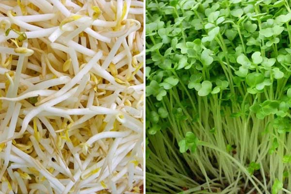 Bông cải xanh, mầm cỏ linh lăng, giá đỗ… là những loại rau có chứa nhiều phyoestrogen