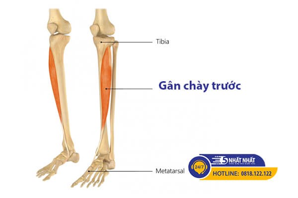 viêm gân chày trước gây đau cổ chân khi chạy