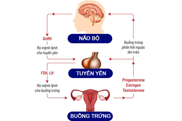 bốc hỏa tiền mãn kinh