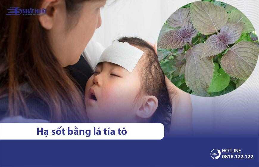 5 cách hạ sốt bằng lá tía tô cho trẻ tại nhà hiệu quả