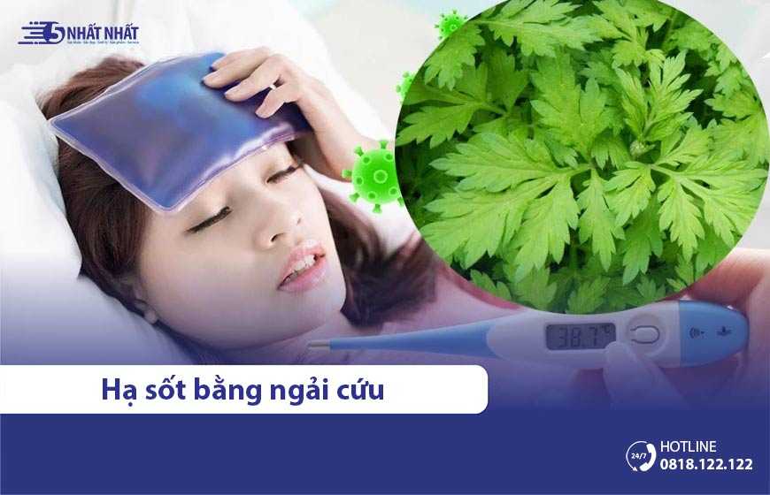 3 cách hạ sốt bằng lá ngải cứu an toàn, hiệu quả vượt trội