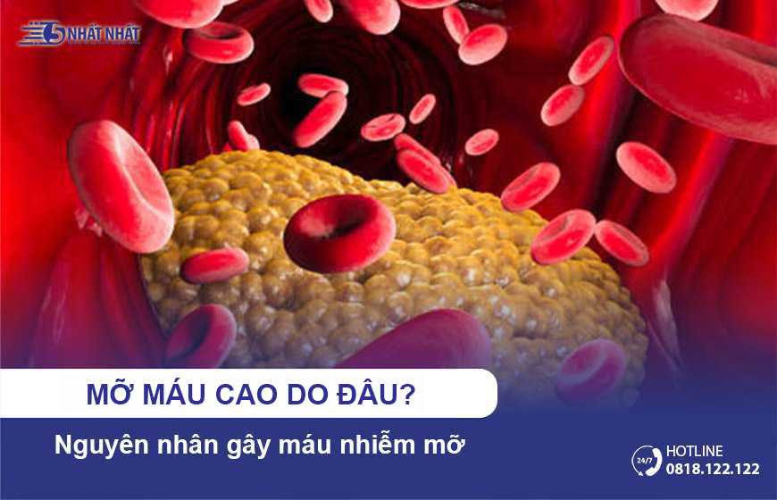 Mỡ máu cao do đâu? Nguyên nhân gây máu nhiễm mỡ