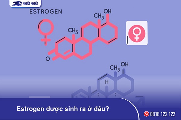 Estrogen được sinh ra ở đâu? Có vai trò gì?