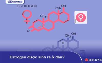 Estrogen được sinh ra ở đâu? Có vai trò gì?