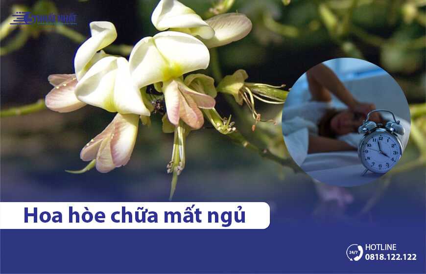 3 bài thuốc từ hoa hòe chữa mất ngủ an toàn, hiệu quả