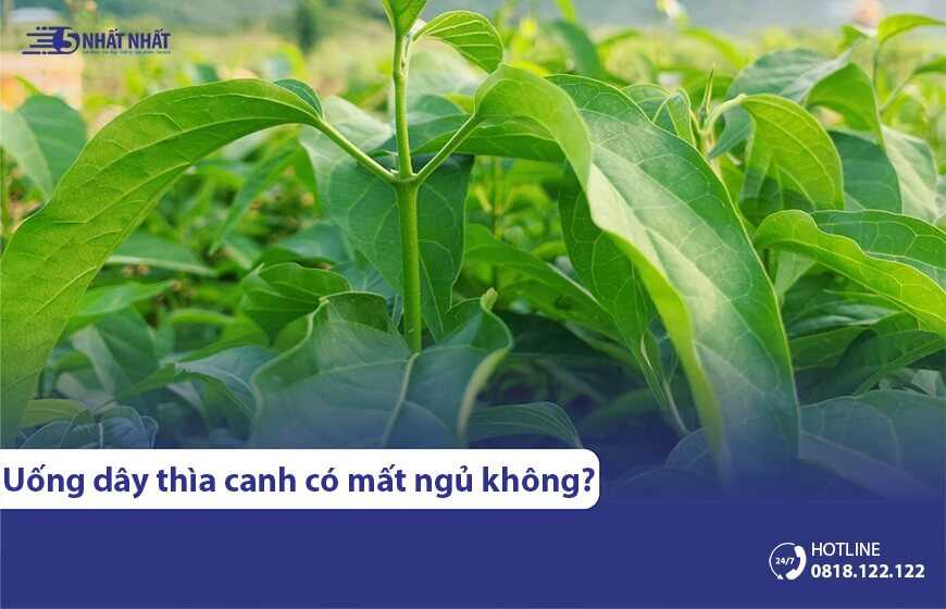 Uống dây thìa canh có mất ngủ không?