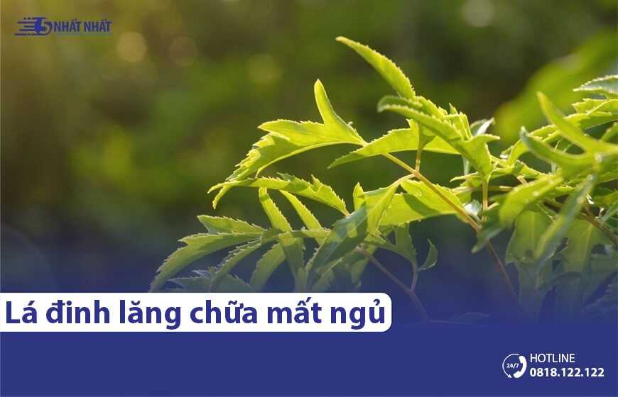 5 cách dùng lá đinh lăng chữa mất ngủ hiệu quả