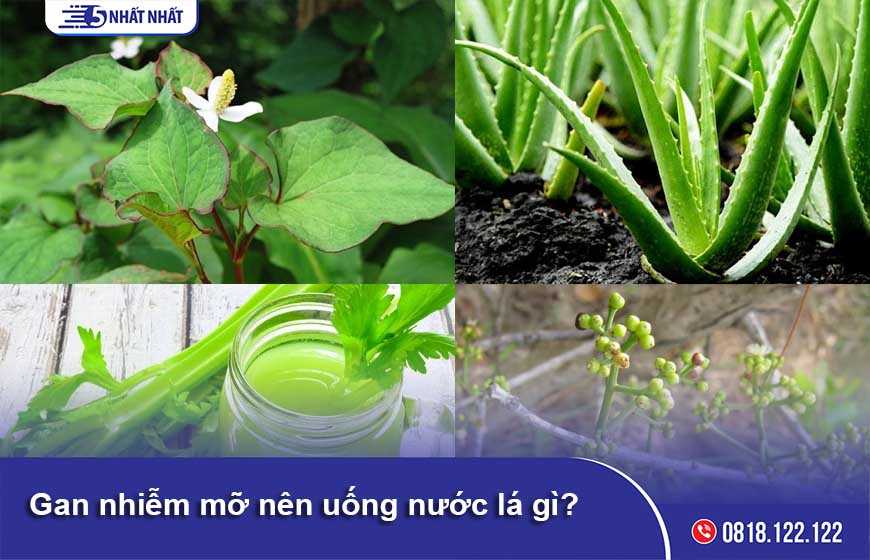 Gan nhiễm mỡ nên uống nước lá gì? Hiệu quả như thế nào?